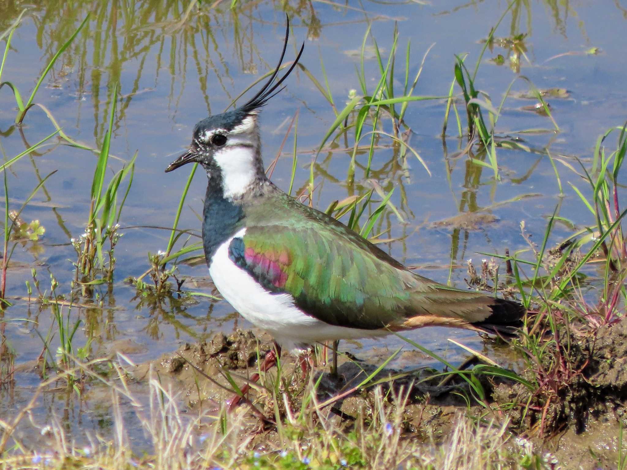 Photo of Northern Lapwing at 京都 by あなちゃん