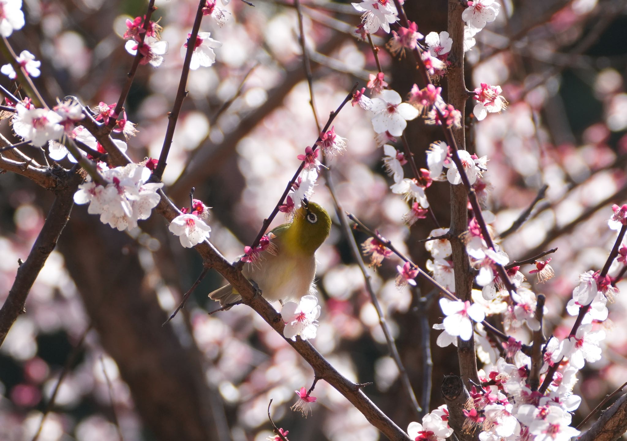 Photo of Warbling White-eye at Kasai Rinkai Park by hiro1234