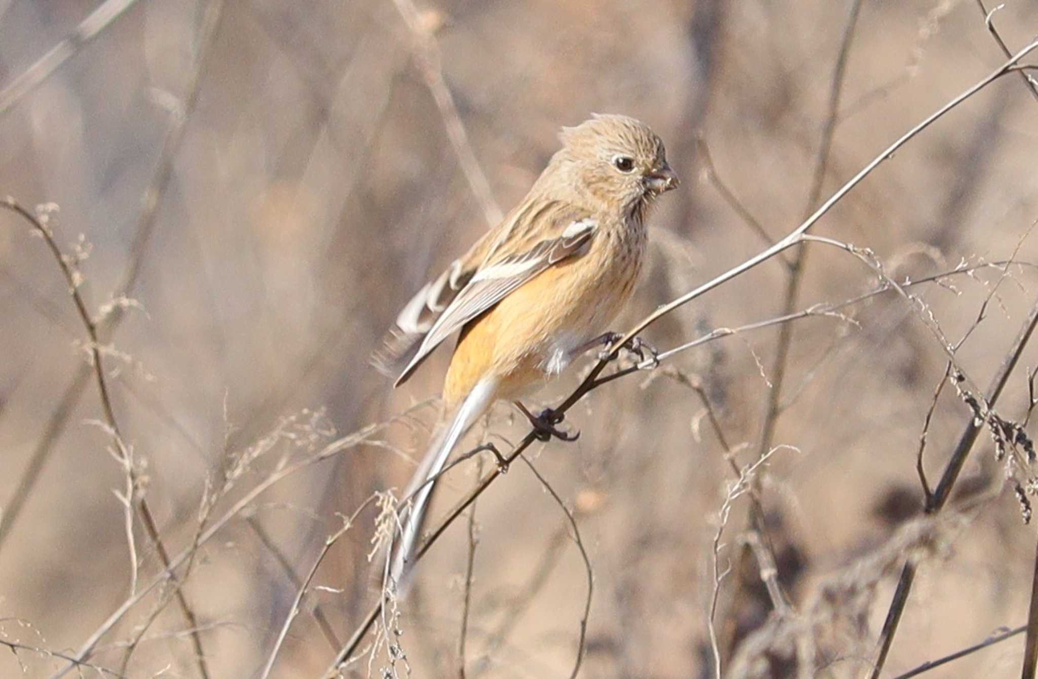 Siberian Long-tailed Rosefinch