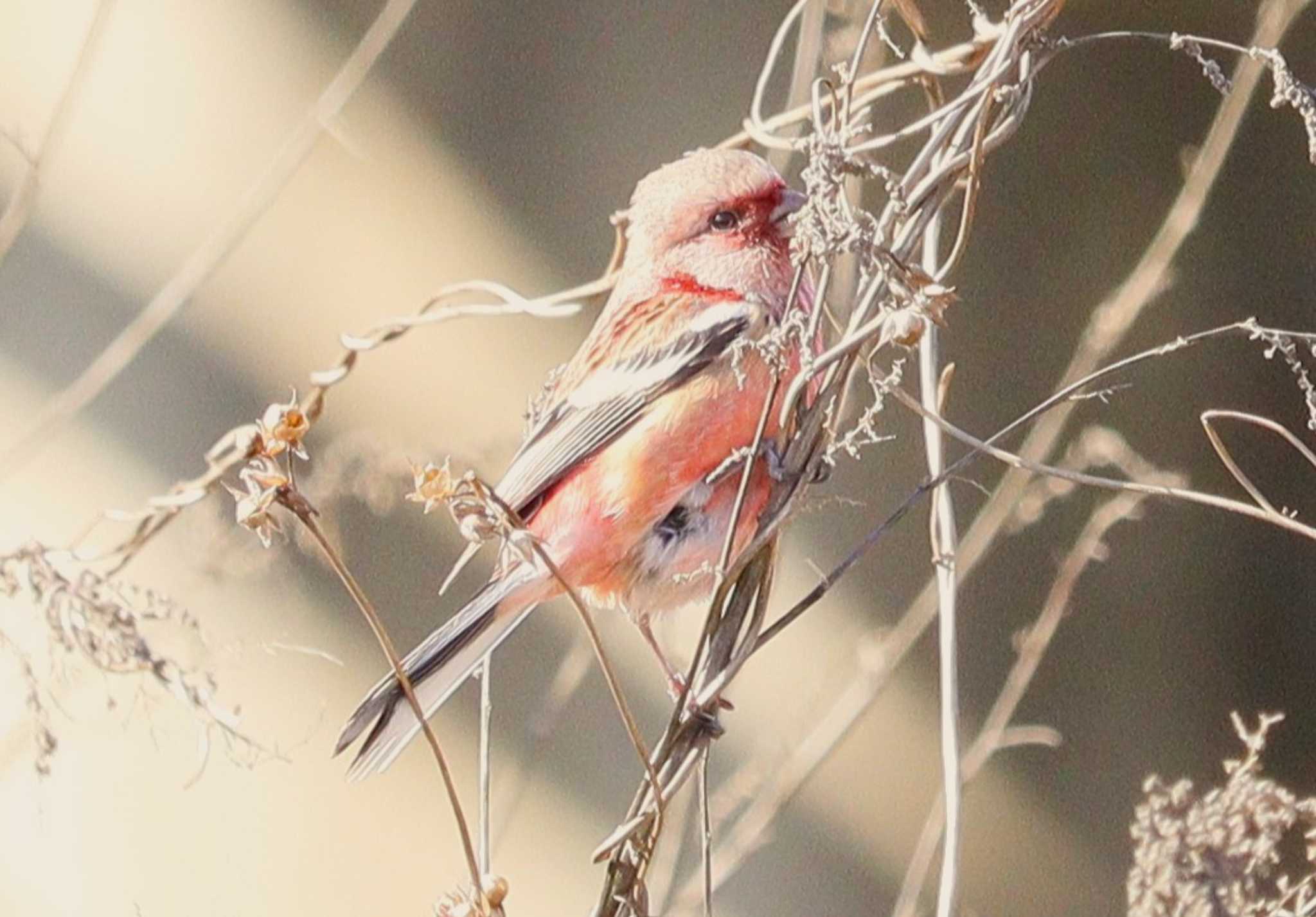 Siberian Long-tailed Rosefinch