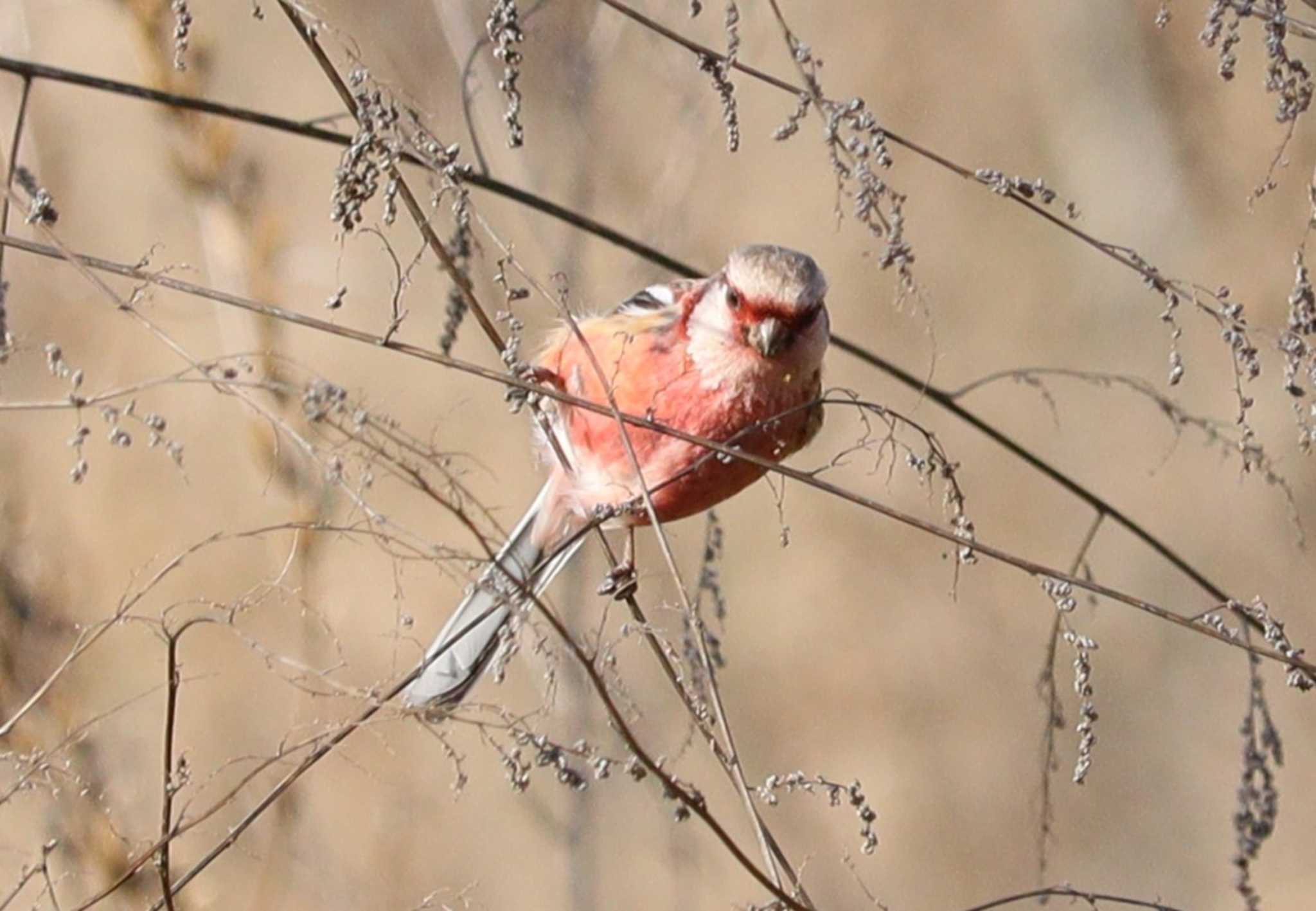 Siberian Long-tailed Rosefinch