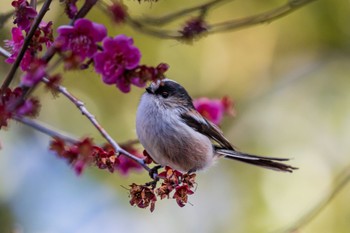 Long-tailed Tit 善福寺公園 Sat, 3/9/2024