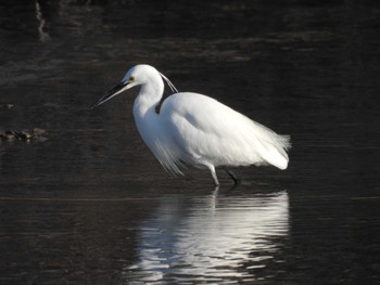 Little Egret 五十鈴公園 Sun, 3/10/2024