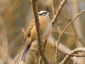 Meadow Bunting つくし湖(茨城県桜川市) Thu, 3/7/2024