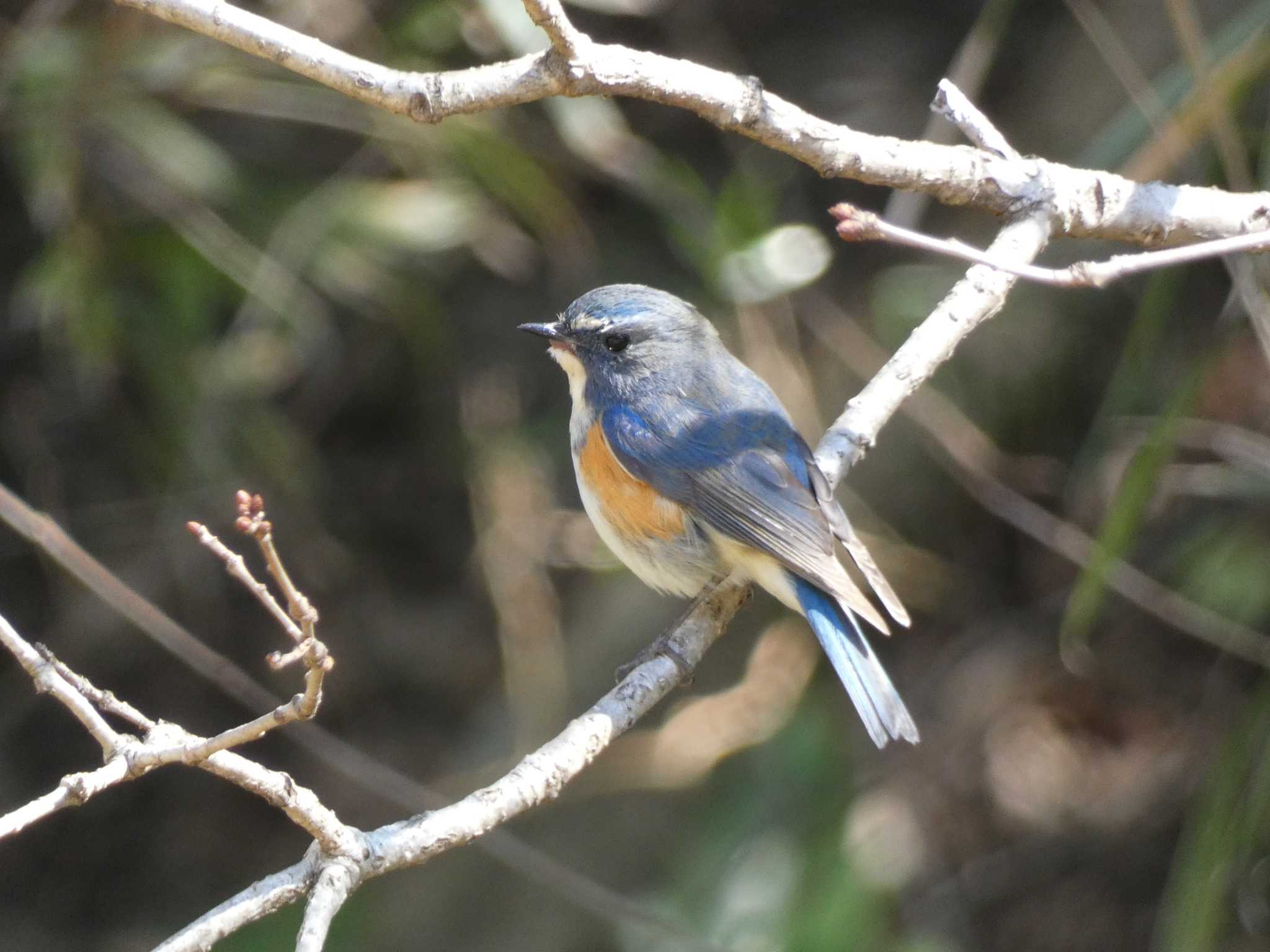 Red-flanked Bluetail