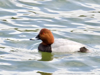 Common Pochard つくし湖(茨城県桜川市) Thu, 3/7/2024