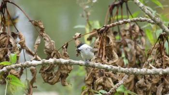 2018年9月24日(月) 林東公園(千歳市)の野鳥観察記録