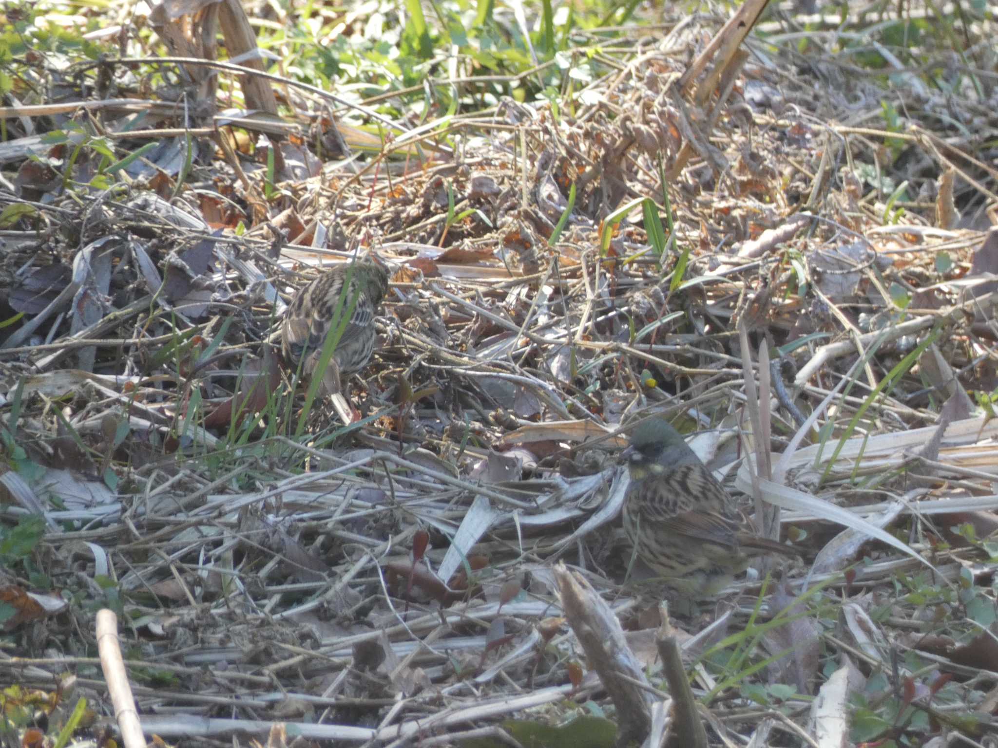 Masked Bunting