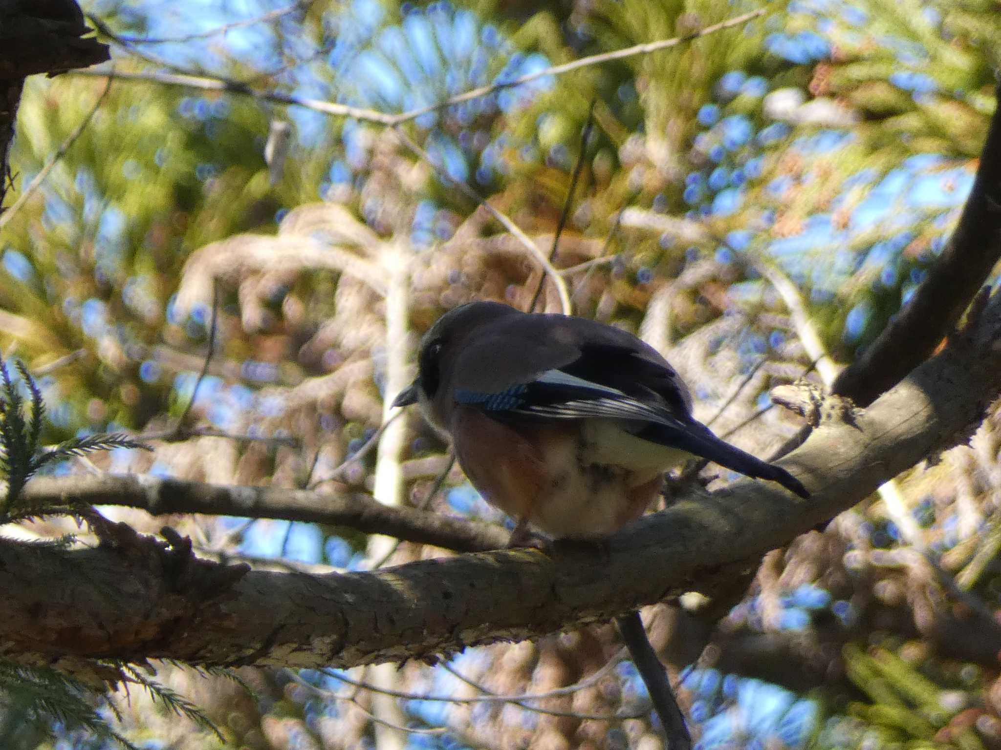 Eurasian Jay