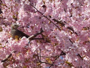 ヒヨドリ 大町公園(市川市) 2024年3月10日(日)