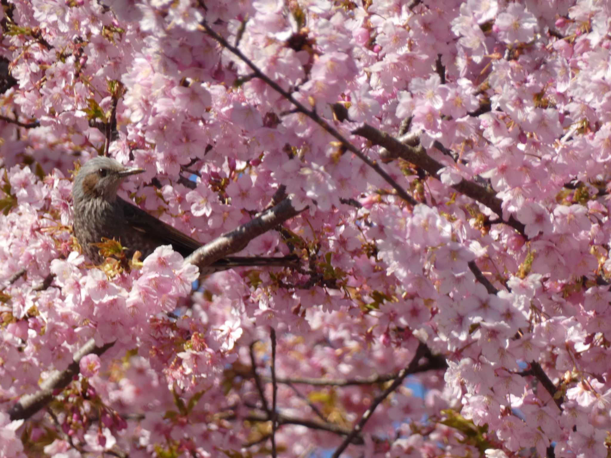 Brown-eared Bulbul