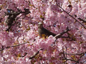 ヒヨドリ 大町公園(市川市) 2024年3月10日(日)