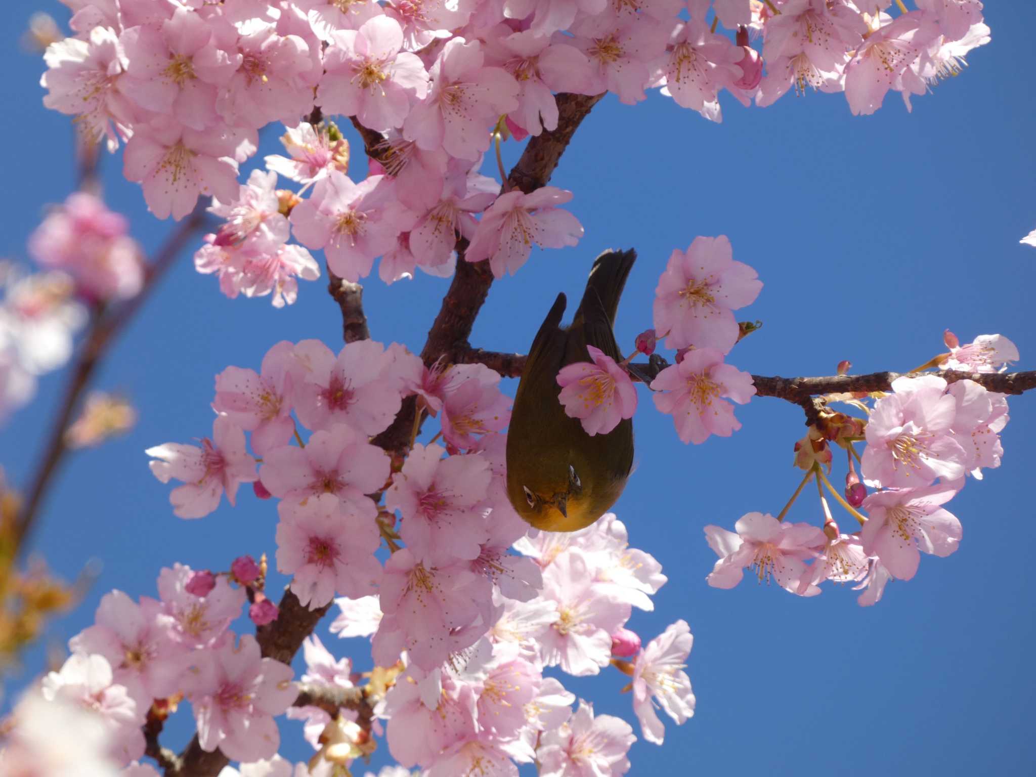 Photo of Warbling White-eye at 大町公園(市川市) by 佐々木と鳥ちゃん