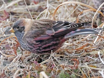 Asian Rosy Finch 泉ヶ岳 Sun, 3/10/2024