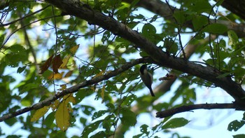 ハシブトガラ 林東公園(千歳市) 2018年9月29日(土)