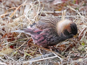 Asian Rosy Finch 泉ヶ岳 Sun, 3/10/2024