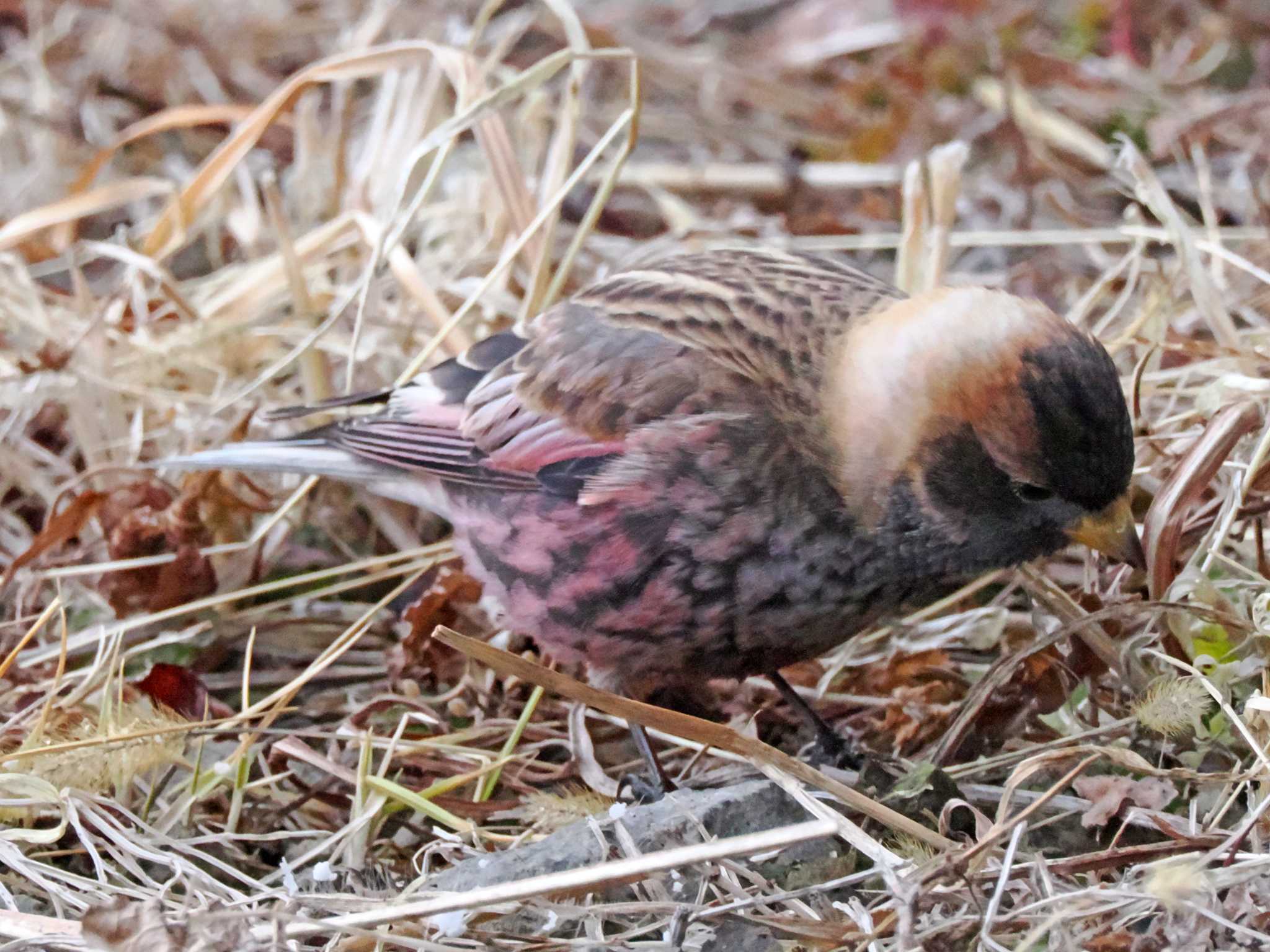 泉ヶ岳 ハギマシコの写真 by ぴーさん