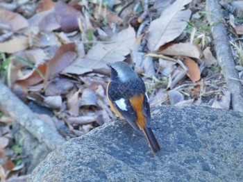 Daurian Redstart 北山緑化植物園(西宮市) Sun, 3/10/2024