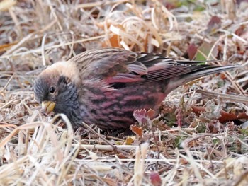 Asian Rosy Finch 泉ヶ岳 Sun, 3/10/2024