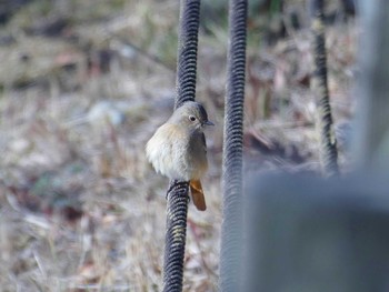 Daurian Redstart 北山緑化植物園(西宮市) Sun, 3/10/2024