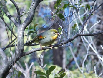 Red-billed Leiothrix 北山緑化植物園(西宮市) Sun, 3/10/2024