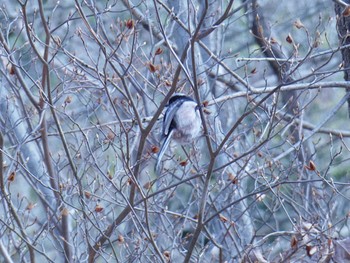 Long-tailed Tit 北山緑化植物園(西宮市) Sun, 3/10/2024