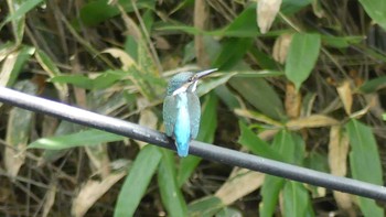 2018年9月29日(土) 林東公園(千歳市)の野鳥観察記録