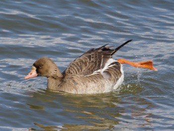 Greater White-fronted Goose 砂沼 Sat, 3/9/2024