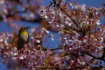 Warbling White-eye Unknown Spots Sun, 3/10/2024