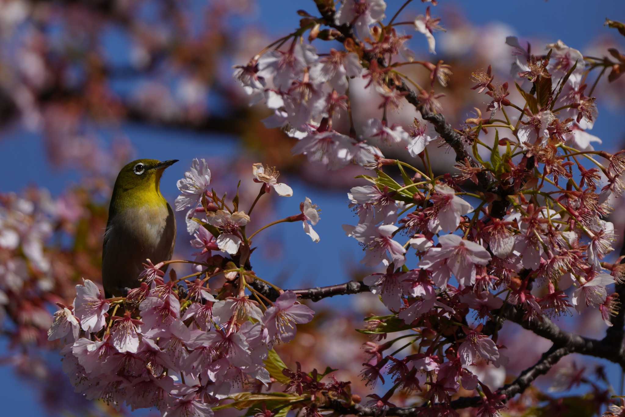 Photo of Warbling White-eye at  by ace