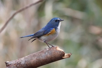 ルリビタキ 有馬富士公園 2024年3月9日(土)