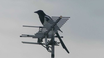 Eurasian Magpie 苫小牧市 Sat, 10/6/2018