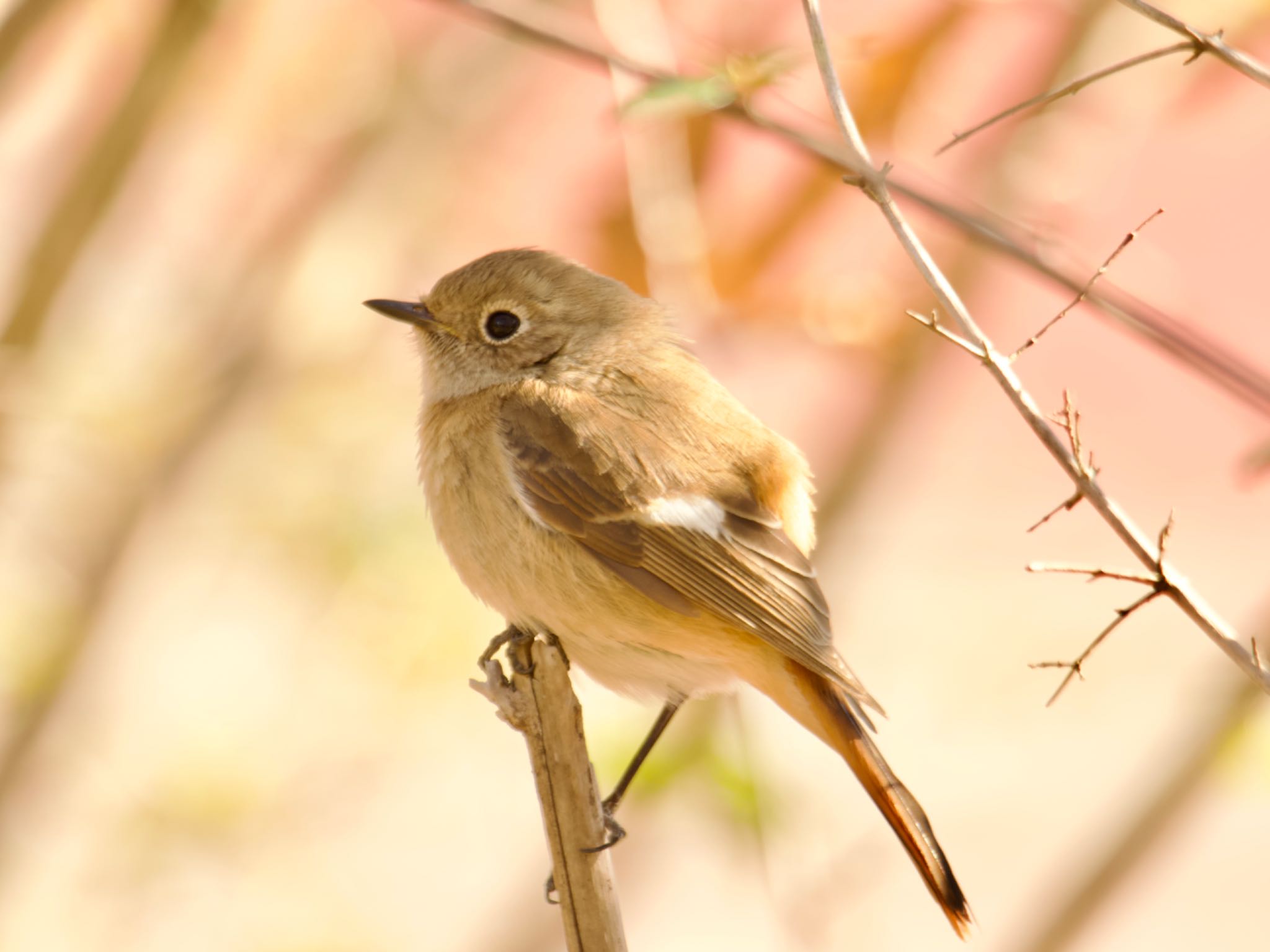 Photo of Daurian Redstart at 砂沼 by スキーヤー