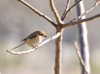 Bull-headed Shrike 砂沼 Sat, 3/9/2024