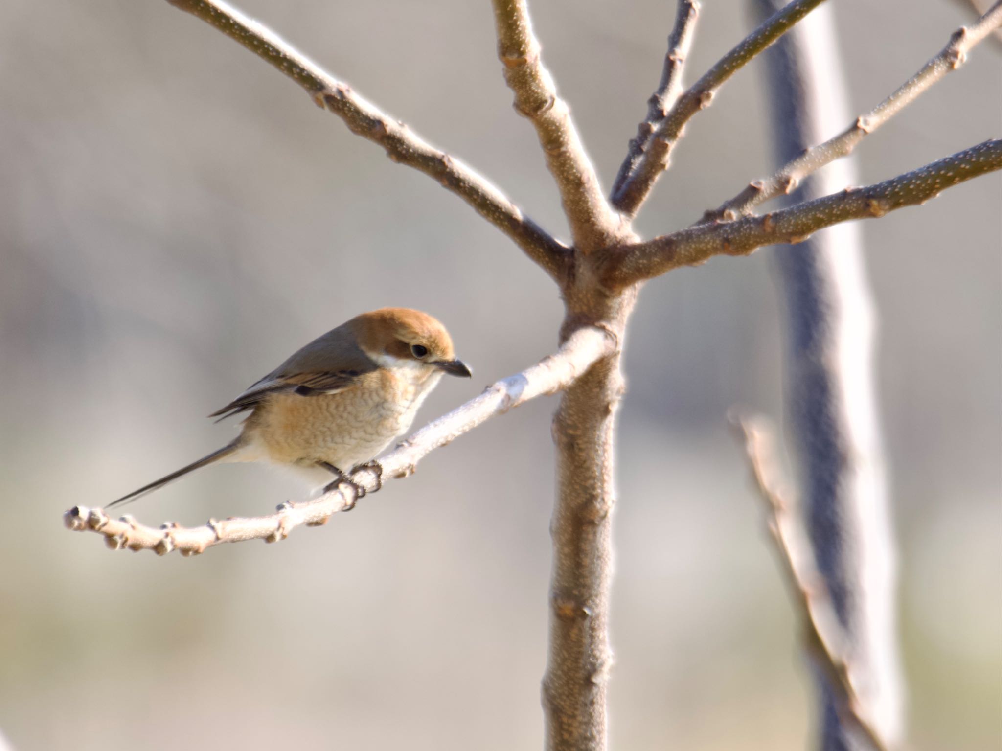 Photo of Bull-headed Shrike at 砂沼 by スキーヤー