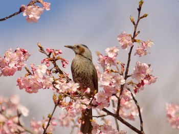 Brown-eared Bulbul 砂沼 Sat, 3/9/2024