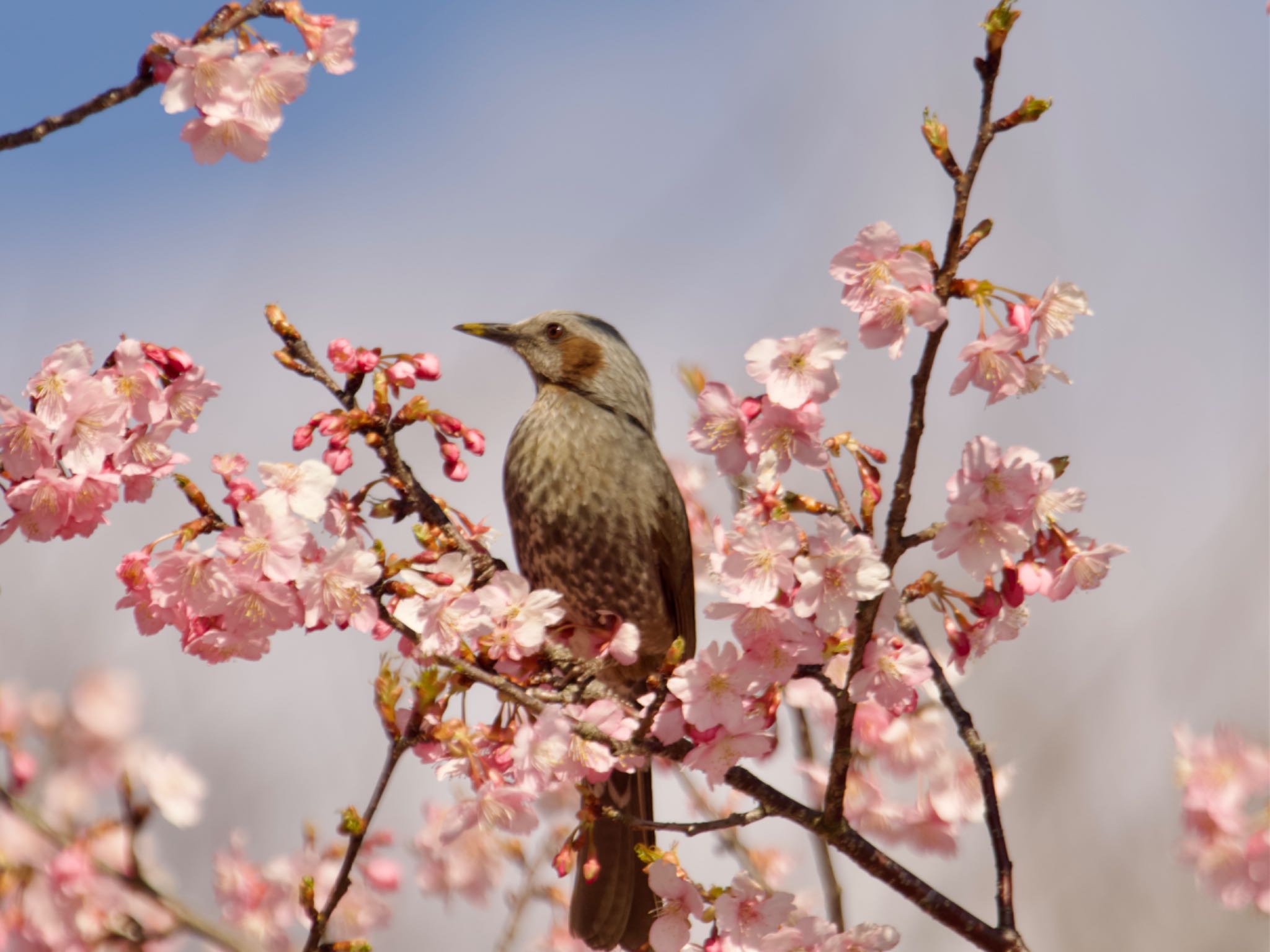 Brown-eared Bulbul