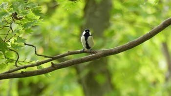 Mon, 10/8/2018 Birding report at 青葉公園(千歳市)