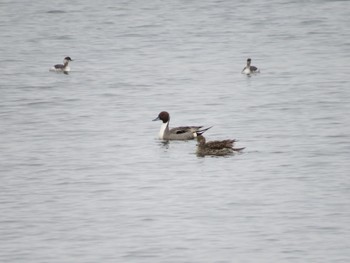 Northern Pintail Sambanze Tideland Sun, 2/4/2024