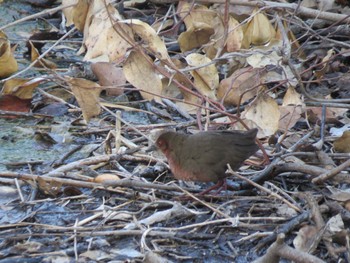 Ruddy-breasted Crake Kasai Rinkai Park Mon, 2/12/2024