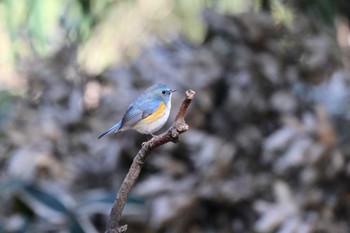 Red-flanked Bluetail Satomi Park Sun, 3/3/2024