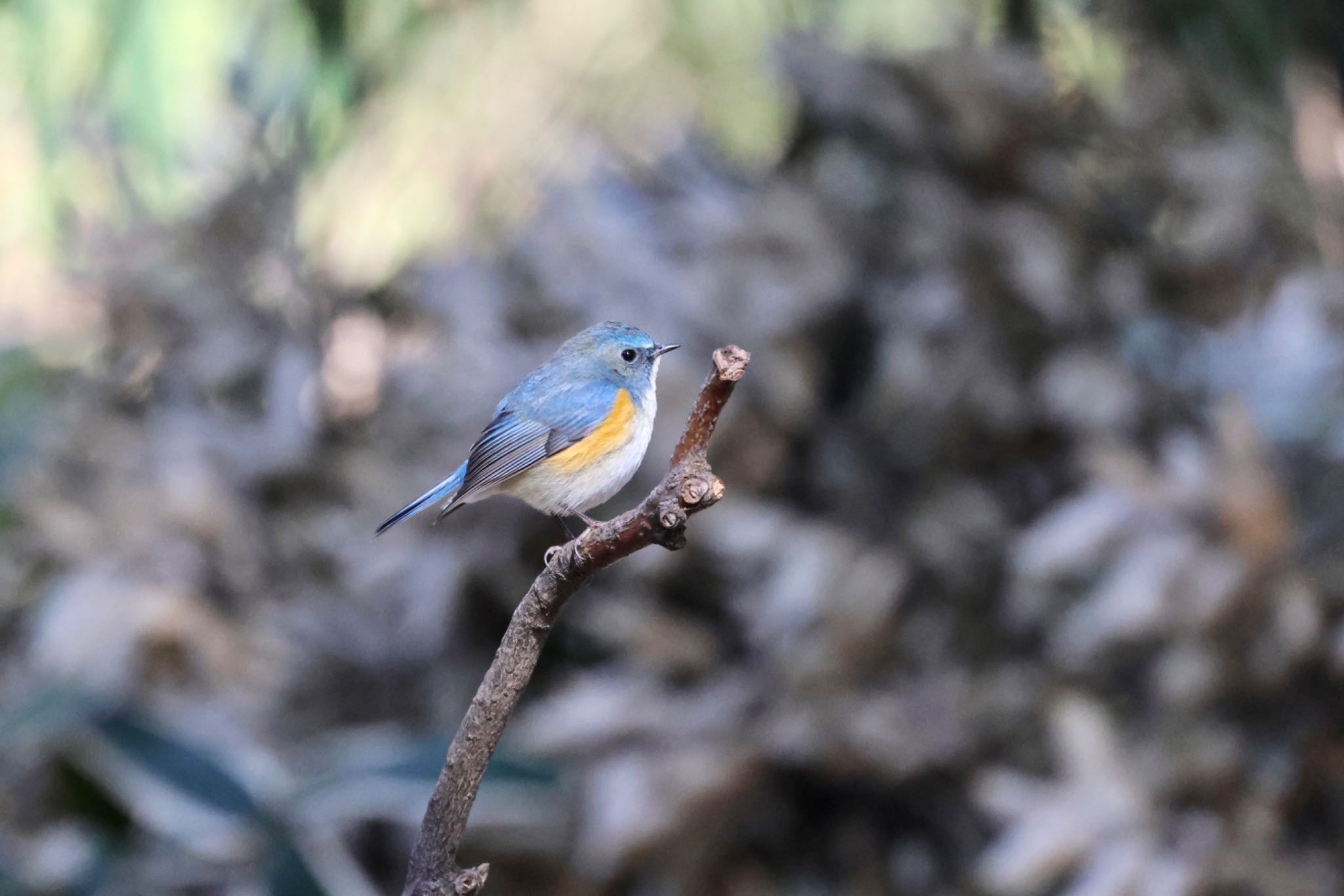 Photo of Red-flanked Bluetail at Satomi Park by ShinyaYama