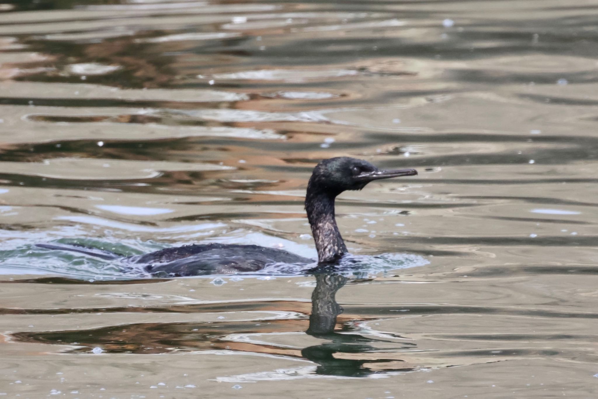 Photo of Pelagic Cormorant at Choshi Fishing Port by ShinyaYama