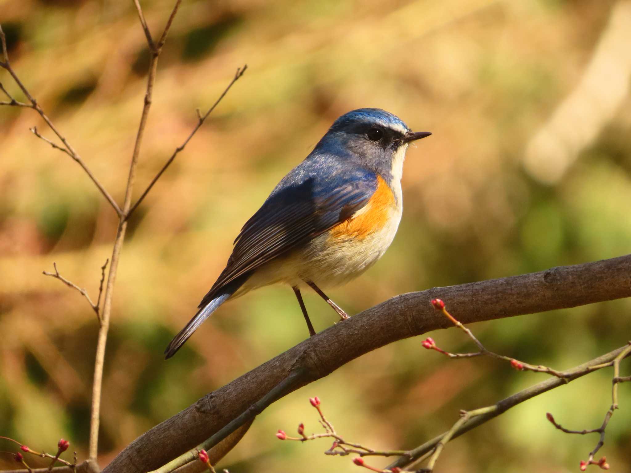 Photo of Red-flanked Bluetail at 東京都立桜ヶ丘公園(聖蹟桜ヶ丘) by ゆ