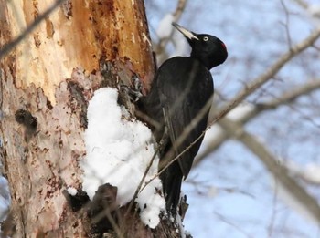 クマゲラ 野幌森林公園 2024年3月10日(日)