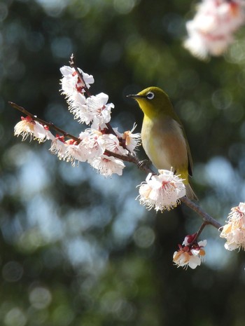 2024年3月7日(木) グリーンピア春日井の野鳥観察記録