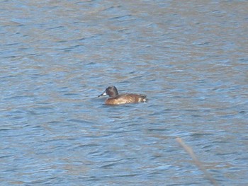 2024年3月10日(日) 見沼自然公園の野鳥観察記録