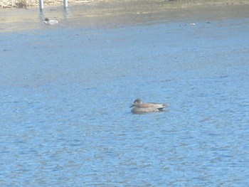 Gadwall 見沼自然公園 Sun, 3/10/2024