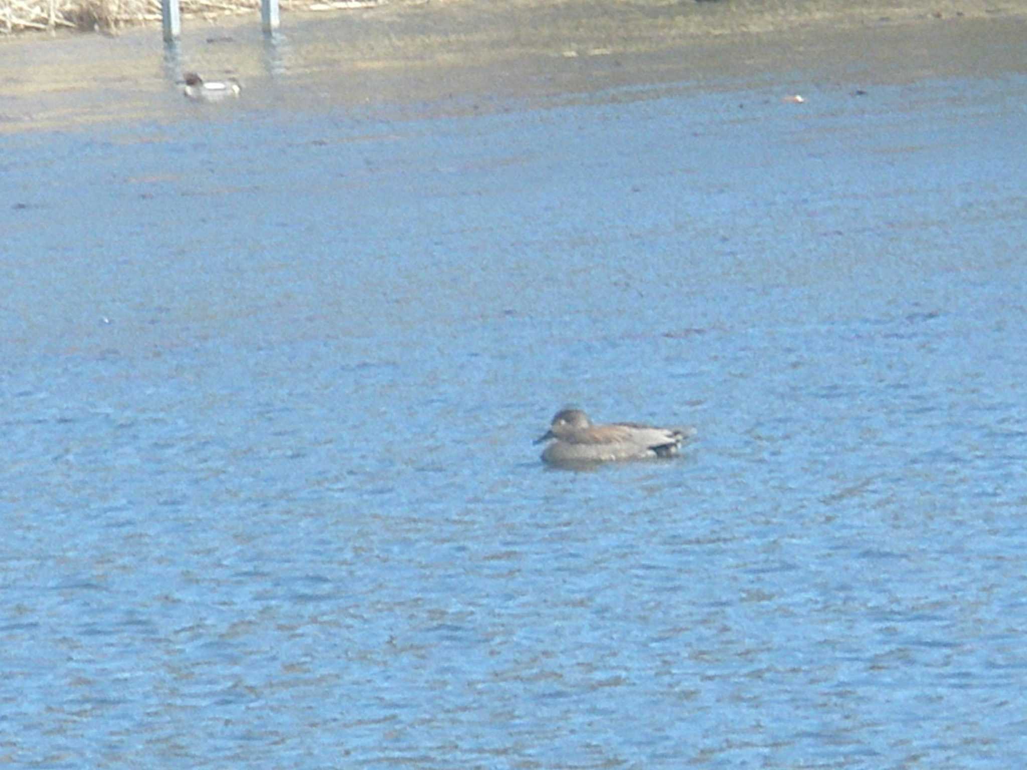 オカヨシガモ