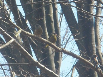 Sun, 3/10/2024 Birding report at 県民健康福祉村